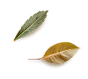 List